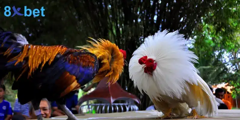 Đá gà Thomo là hình thức thi đấu giữa hai chiến kê nổi bật